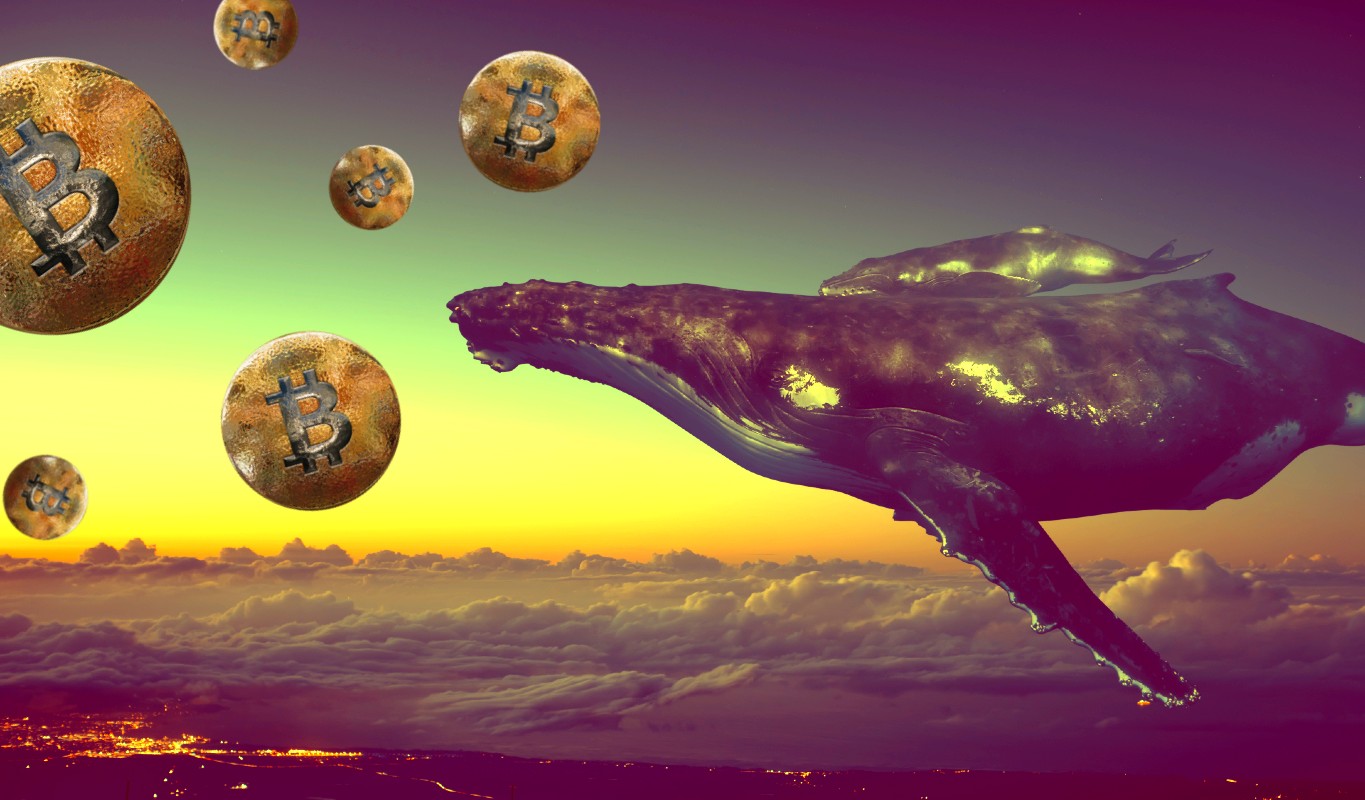 Cụm từ cá voi Bitcoin là gì?